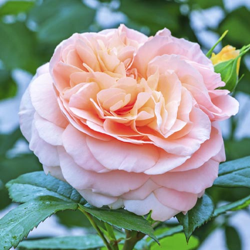 Růže floribunda Duchess of Cornwall artikel fotografie 1 Růže floribunda Duchess of Cornwall obrázek 1 artikel 6208