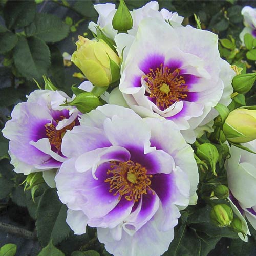 Růže floribunda Eyes for You®, C5 obrázek 2 artikel 5507