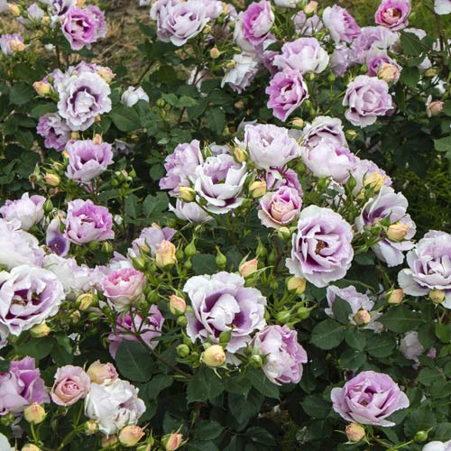 Růže floribunda Eyes for You®, C5 obrázek 3 artikel 5507
