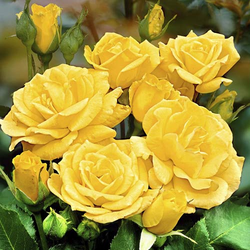 Růže floribunda Friesia obrázek 1 artikel 6209