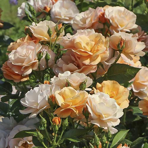Růže floribunda Garden Living Fair obrázek 1 artikel 6210