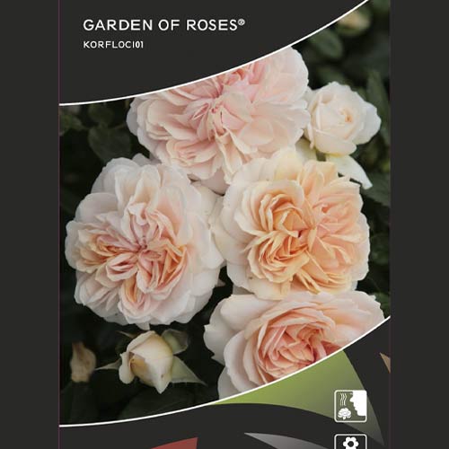 Růže floribunda Garden of Roses®, C5 artikel fotografie 2 Růže floribunda Garden of Roses®, C5 obrázek 2 artikel 5822