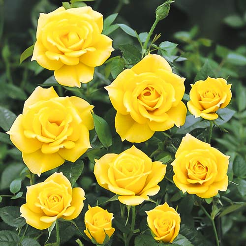 Růže floribunda Golden Wedding artikel fotografie 1 Růže floribunda Golden Wedding obrázek 1 artikel 6212
