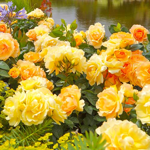 Růže floribunda Hansestadt Rostock® obrázek 1 artikel 5508