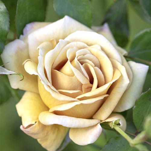 Růže floribunda Honey Dijon®, C5 artikel fotografie 1 Růže floribunda Honey Dijon®, C5 obrázek 1 artikel 6144