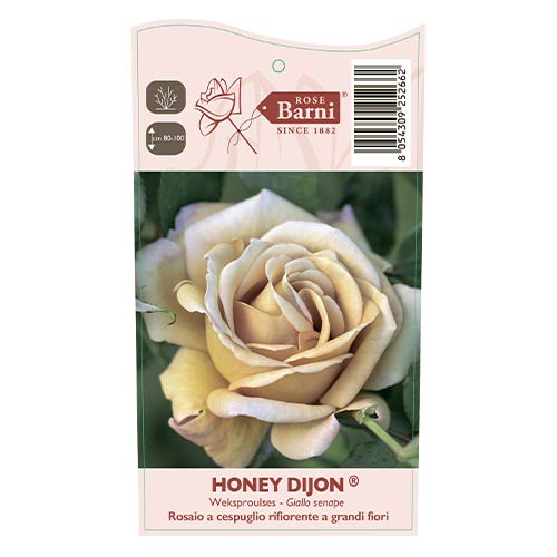 Růže floribunda Honey Dijon®, C5 artikel fotografie 3 Růže floribunda Honey Dijon®, C5 obrázek 3 artikel 6144