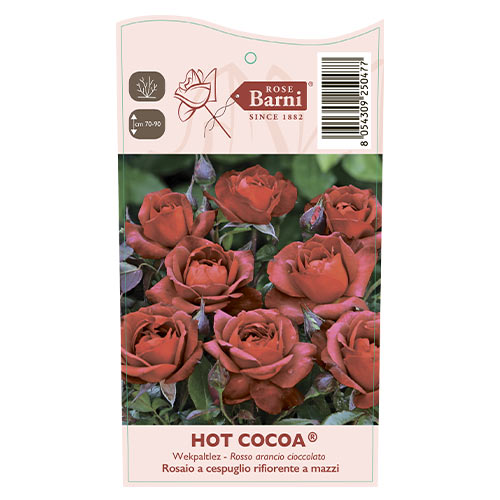Růže floribunda Hot Cocoa®, C5 obrázek 5 artikel 5509