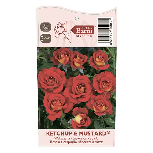 Růže floribunda Ketchup & Mustard®, C5 artikel fotografie 4 Růže floribunda Ketchup & Mustard®, C5 obrázek 4 artikel 5512