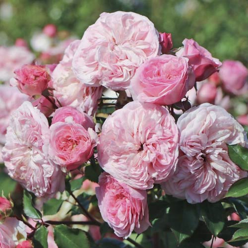 Růže floribunda Maria Theresia obrázek 1 artikel 6215