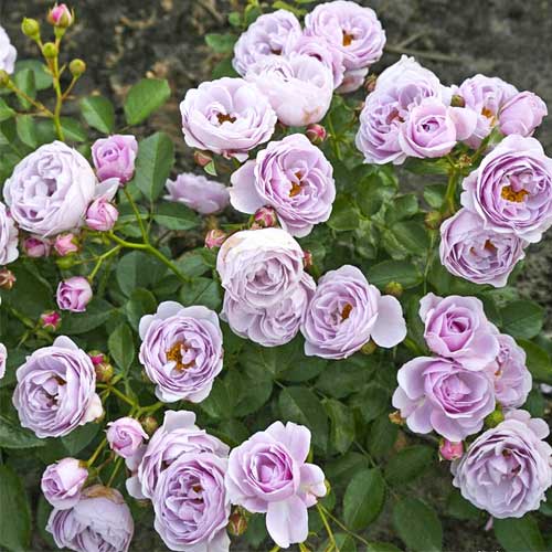 Růže floribunda Nautica®, C5 artikel fotografie 1 Růže floribunda Nautica®, C5 obrázek 1 artikel 6150
