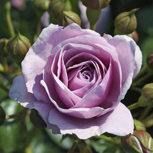 Růže floribunda Nautica®, C5 artikel fotografie 2 Růže floribunda Nautica®, C5 obrázek 2 artikel 6150