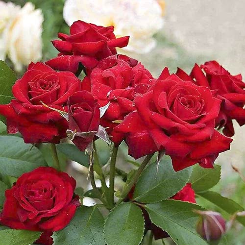 Růže floribunda Niccolo Paganini obrázek 1 artikel 6216