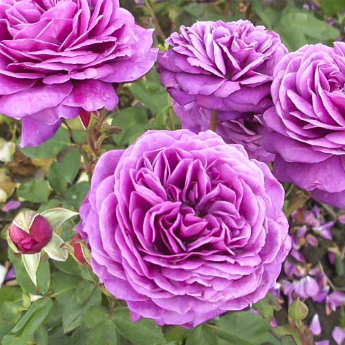 Růže floribunda Old Port obrázek 1 artikel 6217