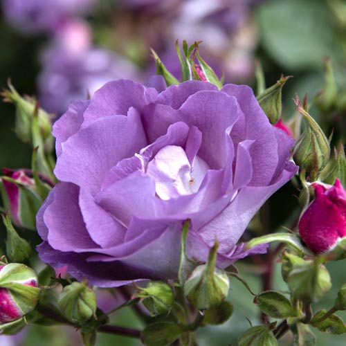 Růže floribunda Pacific Dream®, C5 obrázek 2 artikel 6148