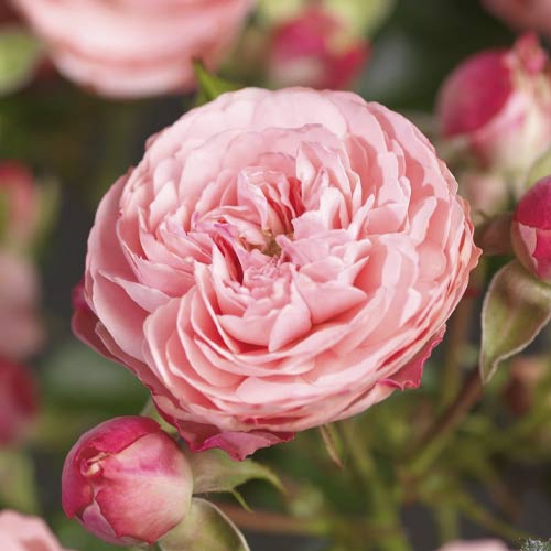 Růže floribunda Pink Meilove ®, С5 artikel fotografie 1 Růže floribunda Pink Meilove ®, С5 obrázek 1 artikel 4554