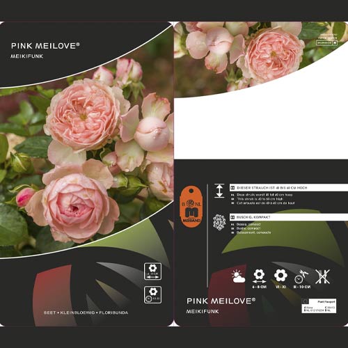 Růže floribunda Pink Meilove ®, С5 artikel fotografie 2 Růže floribunda Pink Meilove ®, С5 obrázek 2 artikel 4554