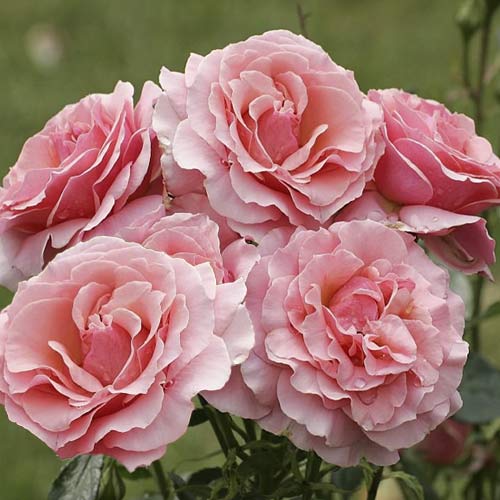 Růže floribunda Poesie artikel fotografie 1 Růže floribunda Poesie obrázek 1 artikel 6219