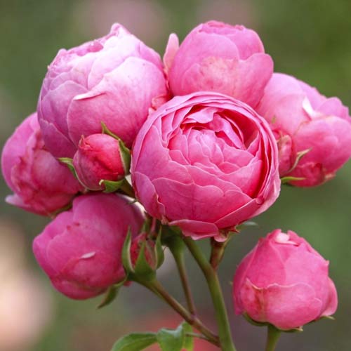 Růže floribunda Pomponella Fairy Tale obrázek 1 artikel 6220