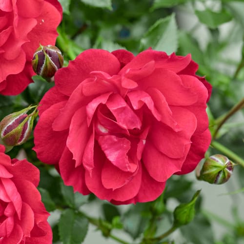 Růže floribunda Raspberry Royale®, C3 artikel fotografie 1 Růže floribunda Raspberry Royale®, C3 obrázek 1 artikel 5444
