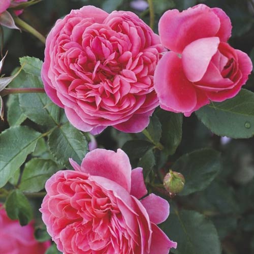 Růže floribunda Raspberry ™, С3 artikel fotografie 2 Růže floribunda Raspberry ™, С3 obrázek 2 artikel 6178