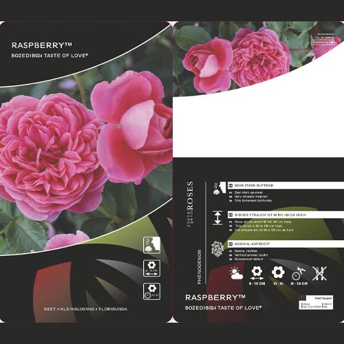 Růže floribunda Raspberry ™, С3 artikel fotografie 3 Růže floribunda Raspberry ™, С3 obrázek 3 artikel 6178