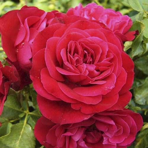 Růže floribunda Red Meilove ®, С3 obrázek 1 artikel 4555