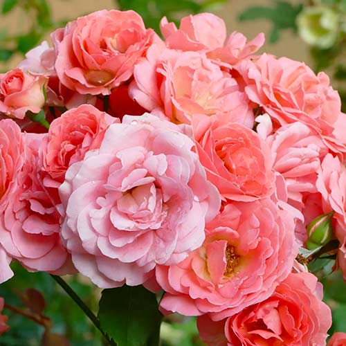 Růže floribunda Salmon obrázek 1 artikel 5883