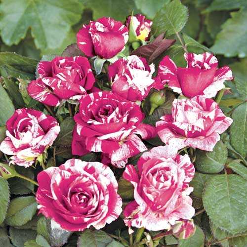 Růže floribunda Scentimental®, C5 artikel fotografie 1 Růže floribunda Scentimental®, C5 obrázek 1 artikel 5516