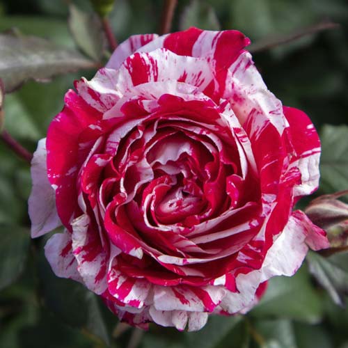 Růže floribunda Scentimental®, C5 artikel fotografie 2 Růže floribunda Scentimental®, C5 obrázek 2 artikel 5516