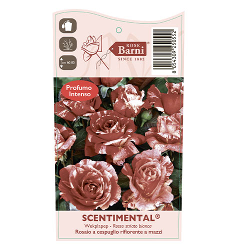 Růže floribunda Scentimental®, C5 artikel fotografie 4 Růže floribunda Scentimental®, C5 obrázek 4 artikel 5516