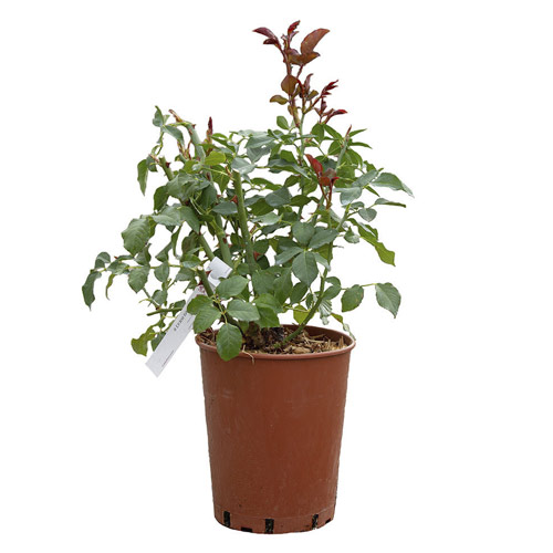 Růže floribunda Sunshine Babylon Eyes®, C5 obrázek 2 artikel 5517