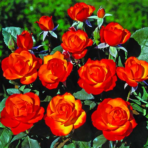 Růže floribunda Tempi Moderni® obrázek 1 artikel 5518