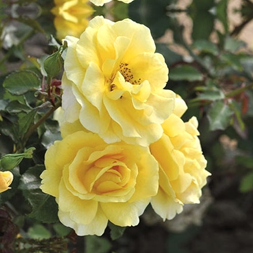 Růže floribunda Urban ™ Fashion ®, С3 artikel fotografie 1 Růže floribunda Urban ™ Fashion ®, С3 obrázek 1 artikel 5008