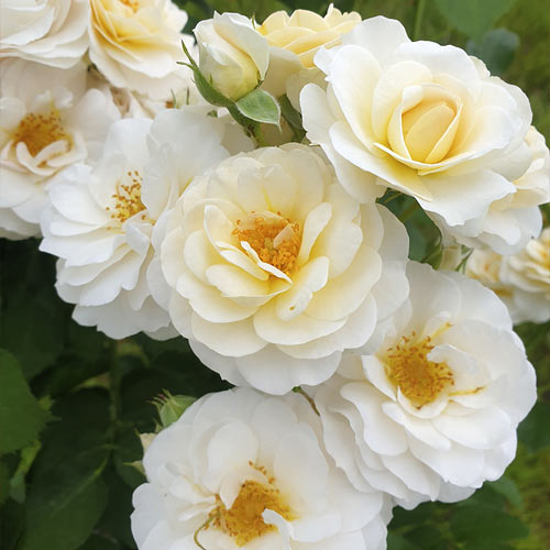 Růže floribunda Zorza® obrázek 2 artikel 6190