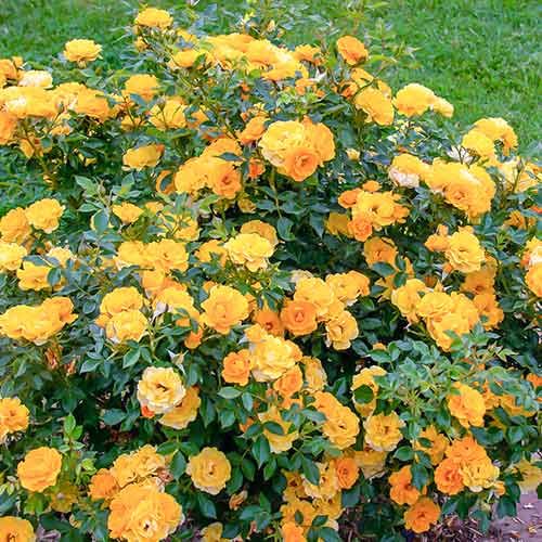 Růže Lucciola® artikel fotografie 1 Růže Lucciola® obrázek 1 artikel 5554