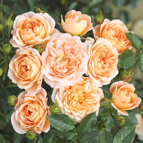 Růže mini Sweet Dream artikel fotografie 1 Růže mini Sweet Dream obrázek 1 artikel 6262