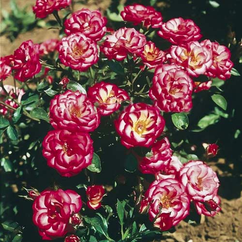 Růže mini Sweet Symphony artikel fotografie 1 Růže mini Sweet Symphony obrázek 1 artikel 6263