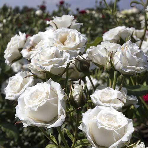 Růže mini Sсhnee Princess artikel fotografie 1 Růže mini Sсhnee Princess obrázek 1 artikel 6264