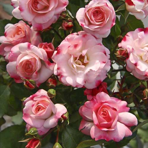 Růže mini Triple Treat artikel fotografie 1 Růže mini Triple Treat obrázek 1 artikel 6265