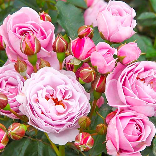 Růže Nautica obrázek 1 artikel 5705