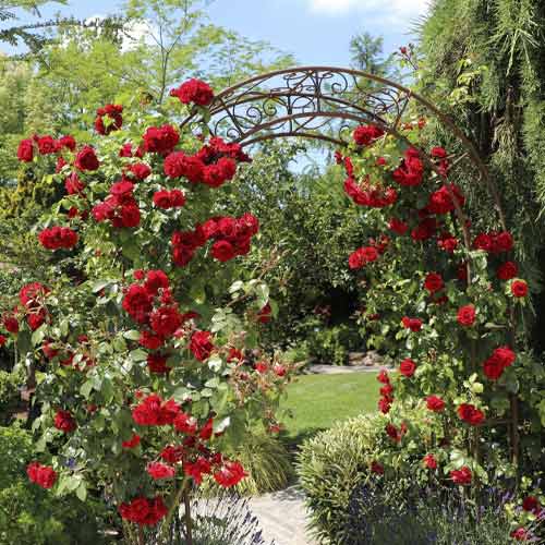 Růže pnouca Amadeus®, C5 artikel fotografie 1 Růže pnouca Amadeus®, C5 obrázek 1 artikel 5490