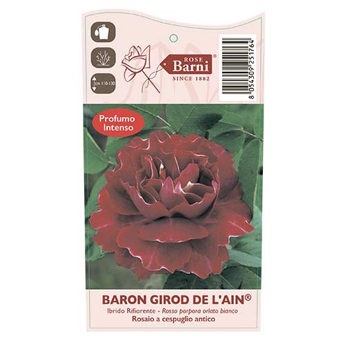 Růže pnouca Baron Girod De L'ain, C5 artikel fotografie 3 Růže pnouca Baron Girod De L'ain, C5 obrázek 3 artikel 6141