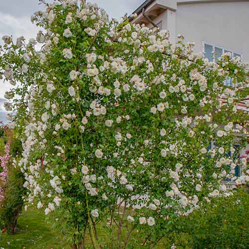 Růže pnouca Climbing Iceberg® obrázek 1 artikel 5491