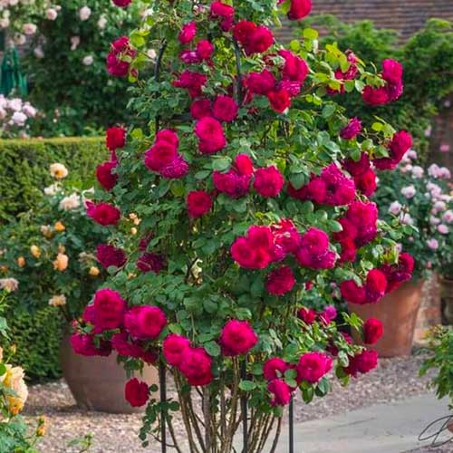 Růže pnouca Dark Pink obrázek 1 artikel 5895