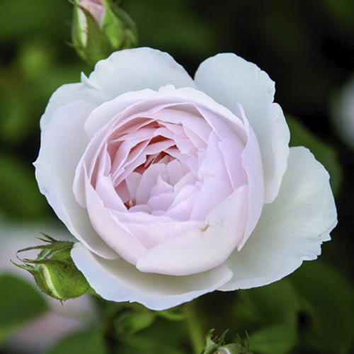 English Rose Desdemona®, C5 obrázek 1 artikel 5500