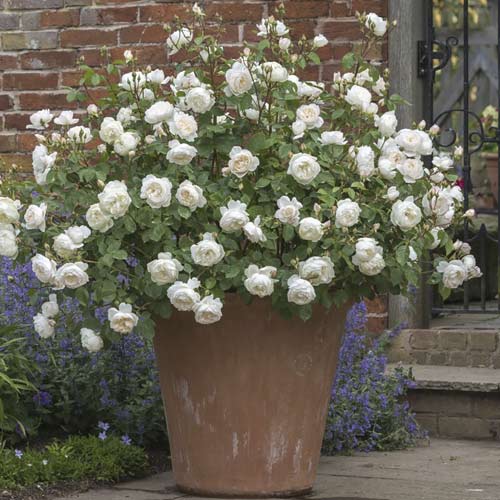 English Rose Desdemona®, C5 obrázek 2 artikel 5500