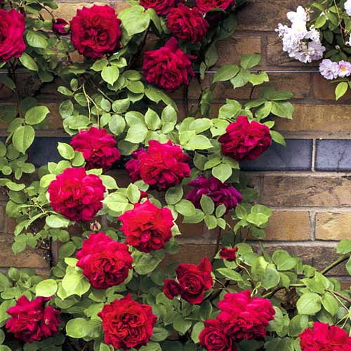 Růže pnouca Don Juan artikel fotografie 1 Růže pnouca Don Juan obrázek 1 artikel 6249