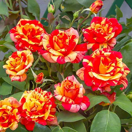 Růže pnouca Flash®, C5 obrázek 1 artikel 5493