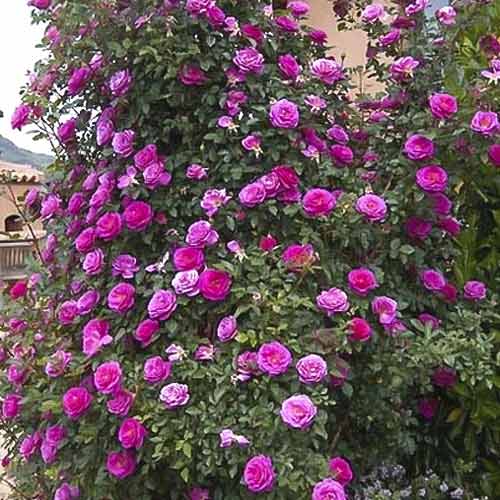 Růže pnouca Gloriana obrázek 1 artikel 6250