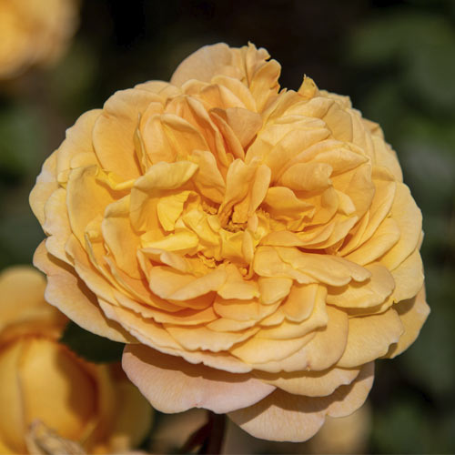 English Rose Golden Celebration®, C5 obrázek 1 artikel 5503